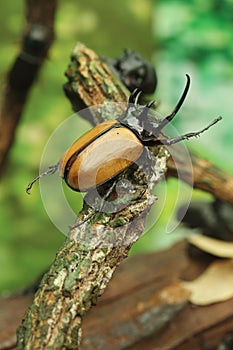 Beetle on wood