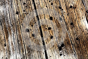 Beetle Wood Texture