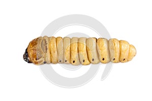 Beetle Worm of Scarab Beetle is dangerous insect pest with Mango tree borer. Batocera rufomaculata for eating as food edible