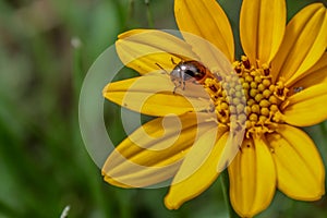 Beetle in a Yellow Flower