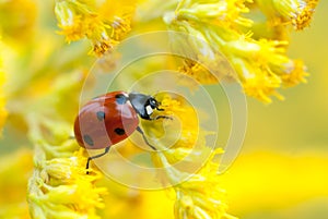 beetle on a yellow ring