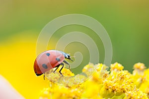 Beetle on a yellow ring