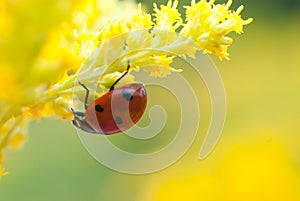 Beetle on a yellow ring