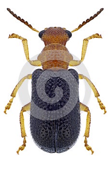 Beetle Zeugophora scutellaris