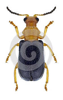 Beetle Zeugophora scutellaris