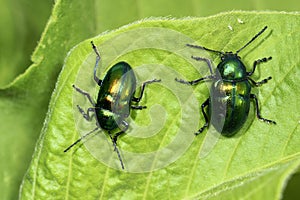 Beetles