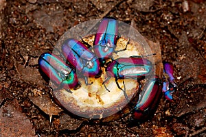 Beetles photo