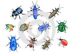 Beetles and bugs Set of different beetles and bugs
