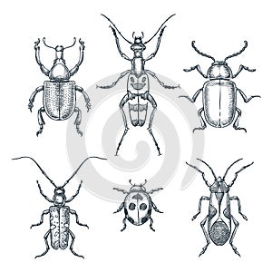 Beetles and bugs vector sketch illustration. Set of doodle hand drawn insects isolated on white background