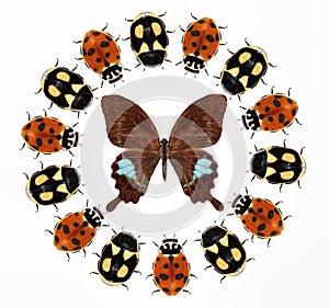 Beetles and Butterfly