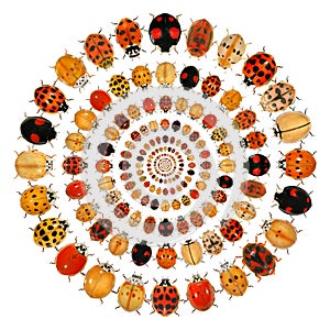 Beetles. Circular design with ladybugs
