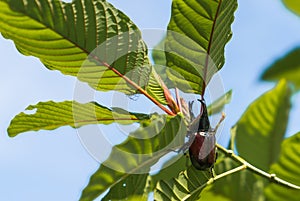 Beetles cling to kratom leaves, which is a Thai herbal plant