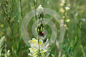 Beetles Clytra laeviuscula und Oxythyrea funesta sitting on the Onobrychis michauxii. Tbilisi Georgia