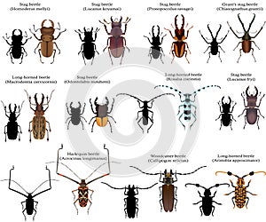 Beetles photo
