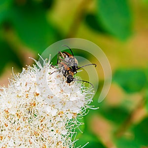 Beetles currant tip borers