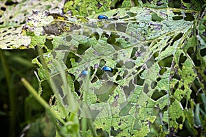 Beetles eat leaves, Belianske Tatras mountain, Slovakia