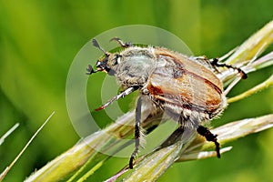 Summer chafer Amphimallon solstitiale