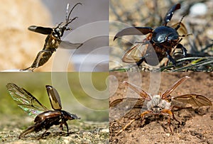 Beetles in flight composite