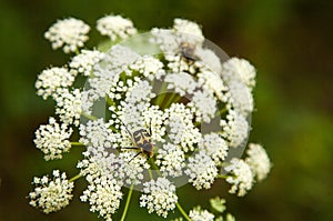 Beetles on a flowering weed