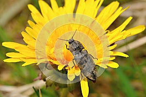Beetles of the genus Agriotes