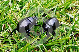 Beetles In The Grass