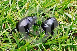 Beetles In The Grass photo