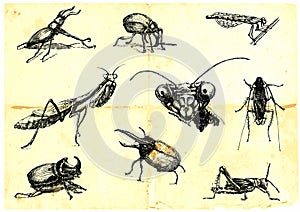 Beetles and insects