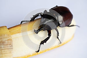 Beetles, Insects, Bugs are a group of insects form the order Coleoptera,Animal samples for education.