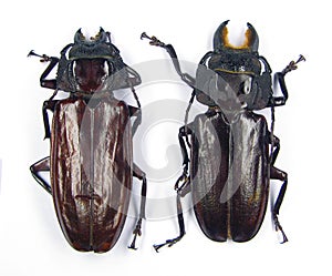 Beetles isolated on white. Giant longhorn beetles with big jaws Mallodon spinibarbis male and female macro. Collection beetles