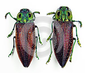 Beetles isolated on white. Jewel beetles Lampropelpa rotschildi. Dark red green color. Buprestidae. Coleoptera.