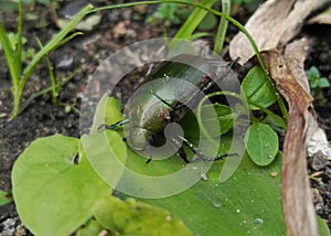 Beetles known as Anomala cuprea or cupreous chafer is crawling on aromatic ginger leaf