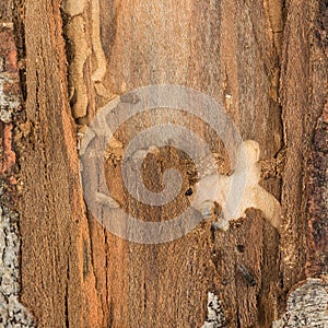 Beetles and larva damage forestry management photo