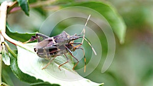 Beetles mating on a leaf