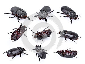 Beetles in nature ,Rhino beetle Dynastinae on white
