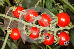 The beetles are pests of ripe red tomatoes photo