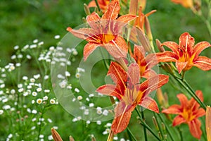 Beetles pollinate orange daylilies on the flowerbed