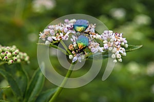 Beetles in Romania