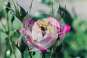 Beetles on a rose bud