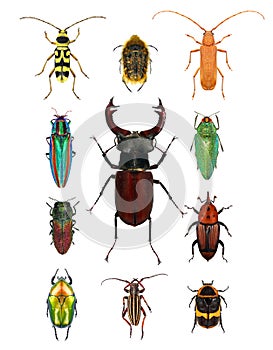 Beetles