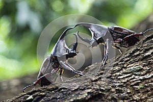 Beetles : Siamese rhinoceros beetle