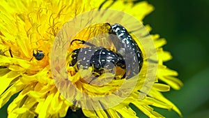 Beetles sitting on a flower