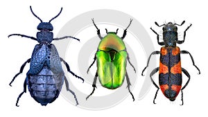 Beetles on a white