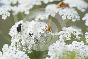 Beetles on a Wild Carrot Daucus carota flower