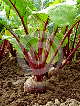 Beetroot