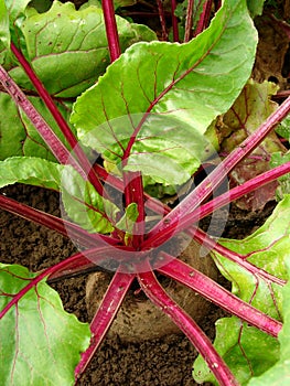 Beetroot