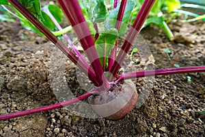 beetroot