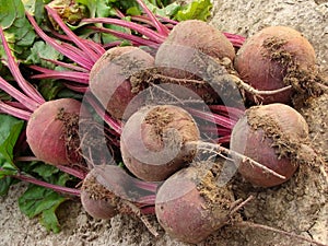 Beetroot