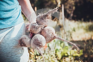 Beetroot agriculture background, diet food