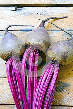 Beetroot (Beta vulgaris) close-up