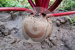 Beetroot Beta vulgaris in the garden . vegetable  close up.